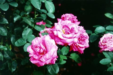 バラの花